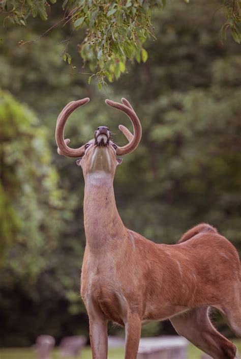 Close up of Buck · Free Stock Photo