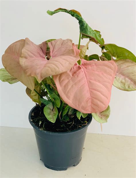 Syngonium Podophyllum Neon Robusta - Krinkle Rose | Stupid Egg