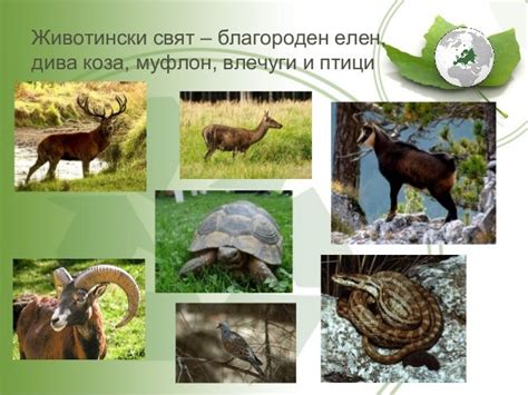 Природни зони в Европа