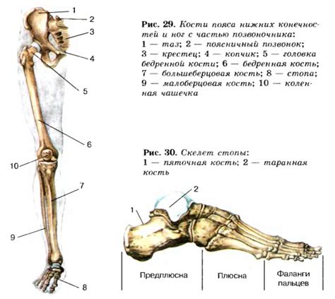 Сколько костей в ноге?