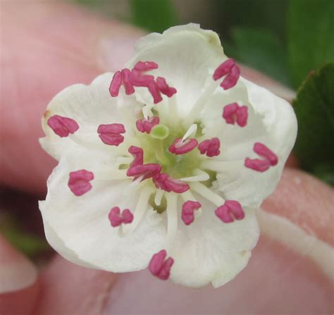 Hawthorn - Tree Guide UK - Common Hawthorn tree identification