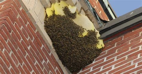 How to Get Rid of Bees in Wall – Pest Control Hacks