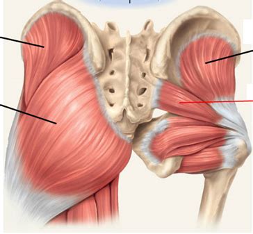 Muscles of The Gluteal Region (Seminar 2) Diagram | Quizlet
