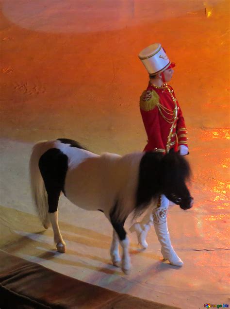 Circus pony free image - № 15782