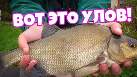Крупный лещ на поплавок 🎣 поплавочная рыбалка адреналин - YouTube
