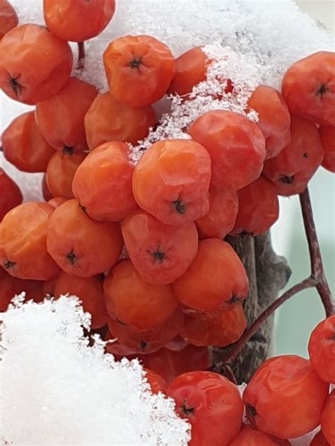 Зима естетика | Grapes, Fruit, Food