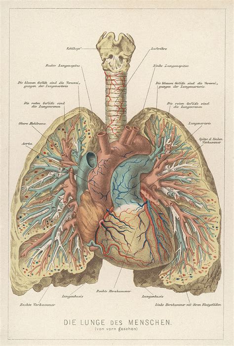 detailed lungs diagram