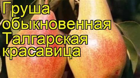 Груша обыкновенная Талгарская красавица. Краткий обзор, описание ...