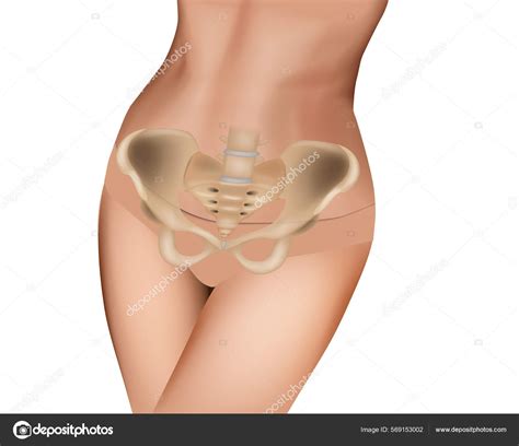 Onde É A Pelve Feminina - Anatomia óssea da pélvis feminina. Estrutura anatômica do esqueleto ...