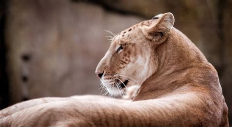 tigers  lions mate big cat hybrids explained