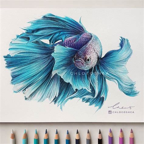 Betta Fish Drawing at GetDrawings | Free download