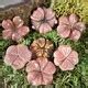 Rhodochrosite flowers for heart healing, forgiveness, and self-love