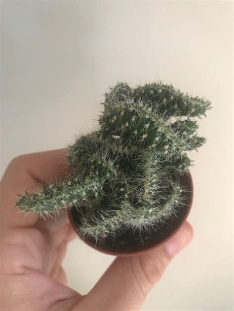 Opuntia Cylindrica Cristata 5,5 Cm - Etsy