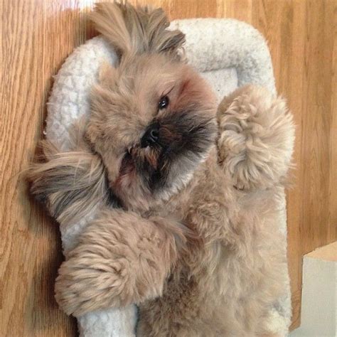 17 Best images about Shih Tzu Happens on Pinterest | Puppys, Sprinklers ...