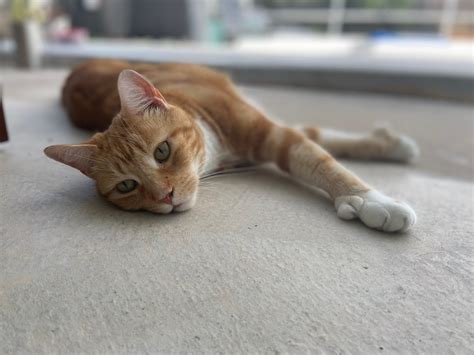 tips for cat weak for beginners