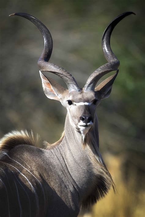 Absolute Zambia Safaris | Zambia Wildlife Safaris