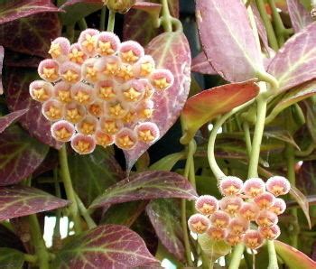 Hoya obscura - Alchetron, The Free Social Encyclopedia