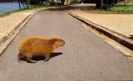 ANGRY CAPYBARA : r/capybara