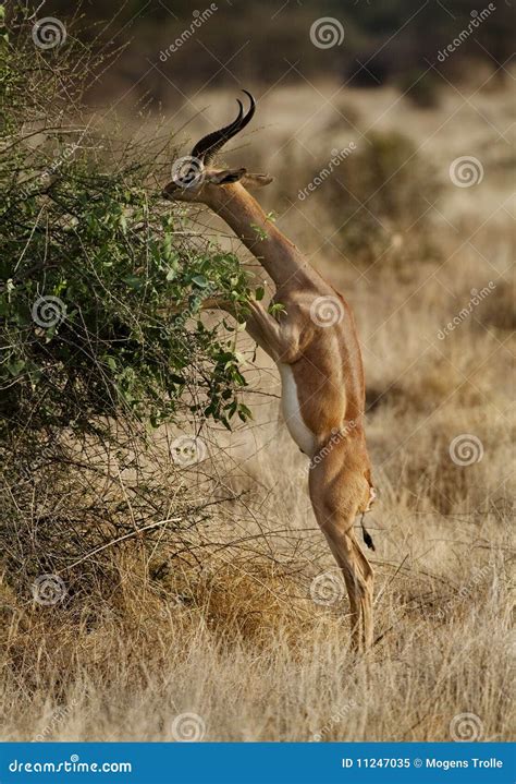 Gerenuk eating on two legs stock image. Image of africa - 11247035