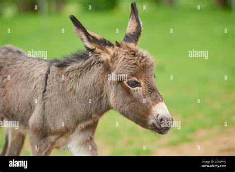 house donkey mammals  res stock photography  images alamy