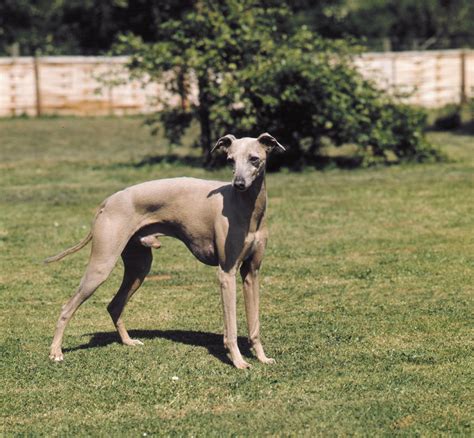 Greyhound | Dog Racing History, Size, Lifespan & Personality | Britannica