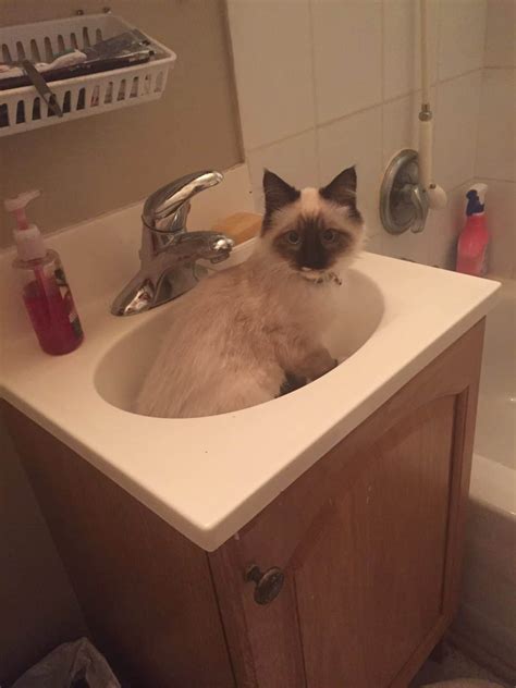 Ragdoll Cats in Sinks | Pictures of Cats Laying Down in Sinks