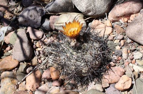 Cactus and Succulent Field Number Finder