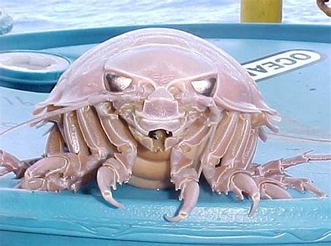 Настоящие монстры из морских глубин