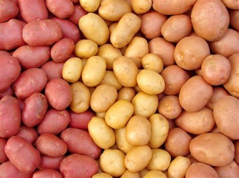 Batata É Carboidrato Simples Ou Complexo - Batata Inglesa, Carboidrato Simples ou Complexo? | Mundo Ecologia