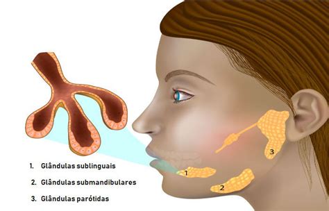 Glândulas salivares - Biologia Net