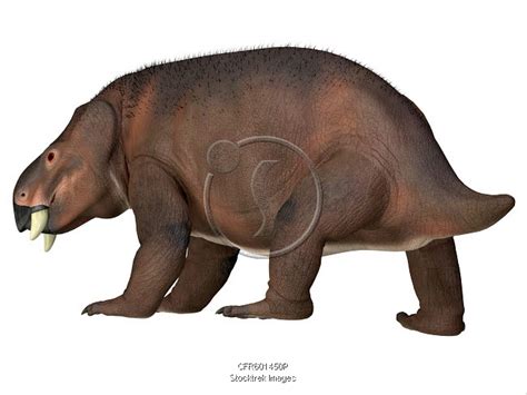 Placerias dinosaur. | Stocktrek Images