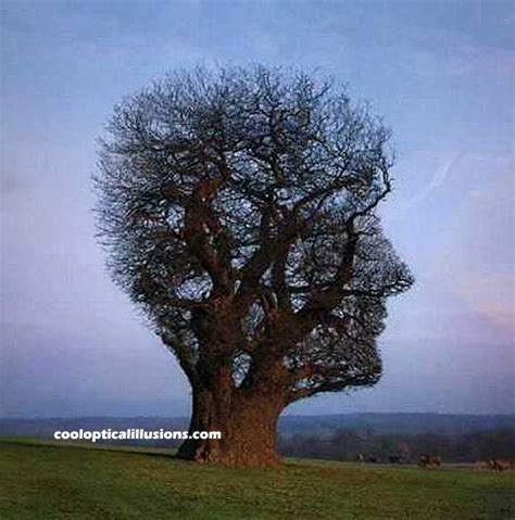 Tree or Head? Look at this Strange Optical Illusion!