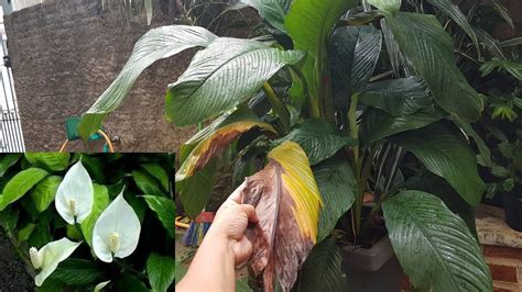 Lirio Da Paz Folhas Queimadas - 🔥 COMO CUIDAR DO LÍRIO DA PAZ COM FOLHAS QUEIMADAS OU AMARELADAS 😱 🥀 ...