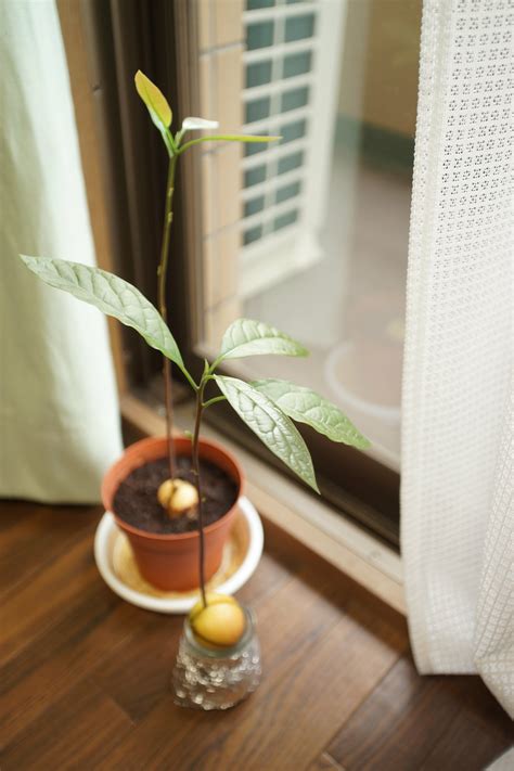 Growing an Avocado Indoors - Laidback Gardener