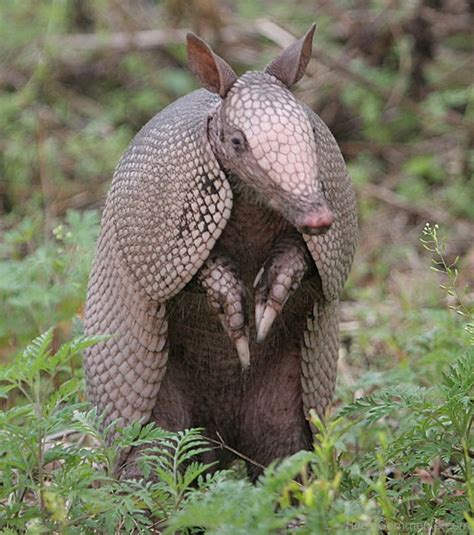 Awesome Armadillo - Desi Comments