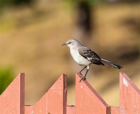 Mockingbird Photos, Download The BEST Free Mockingbird Stock Photos ...