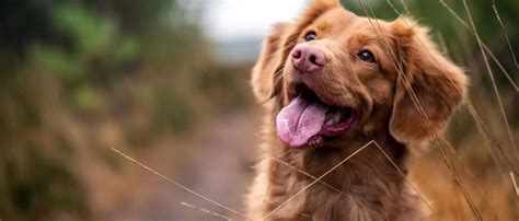 dog panting september  penelopes bloom
