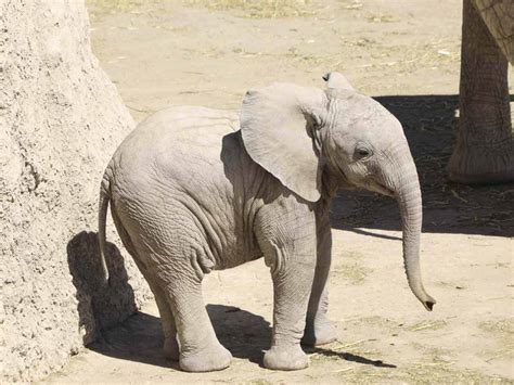 ¡Bebé elefante a la vista! Conoce al adorable Lester en Africam Safari