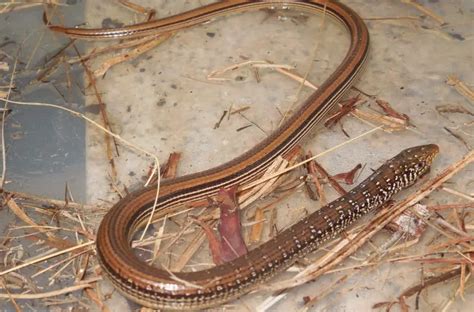 12 Legless Lizard Species (With Pictures and Identification)