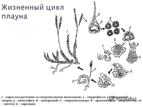 Презентация на тему: "Жизненный цикл плауна 1 – взрослое растение со ...