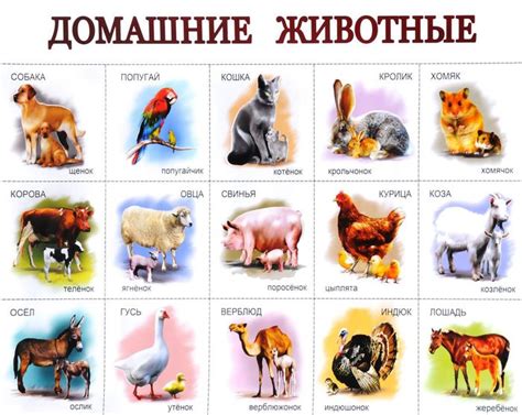 Домашние животные картинки для детей дошкольного возраста