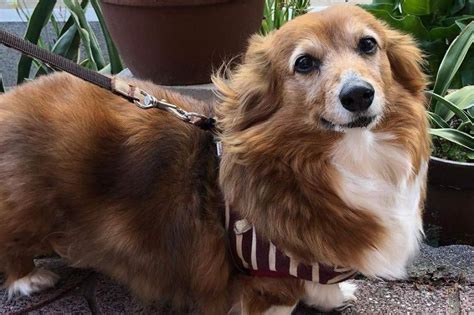 Do Corgis and Dachshunds Get Along? What You Need to Know - MyFavCorgi