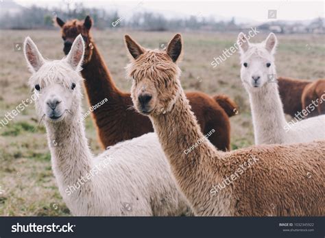 imagenes de alpaca color imagenes fotos  vectores de stock