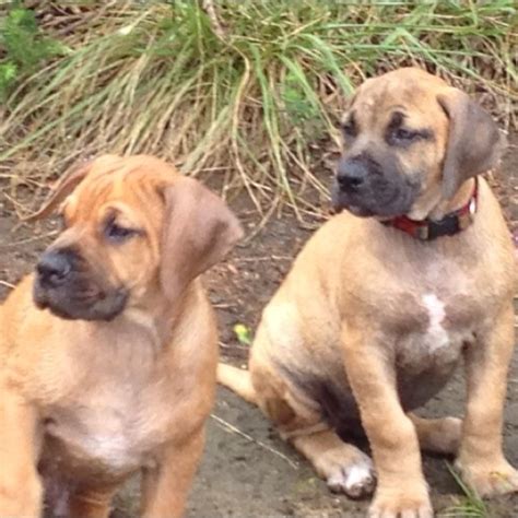 Boerboel Tank and Olive: Adorable Siblings