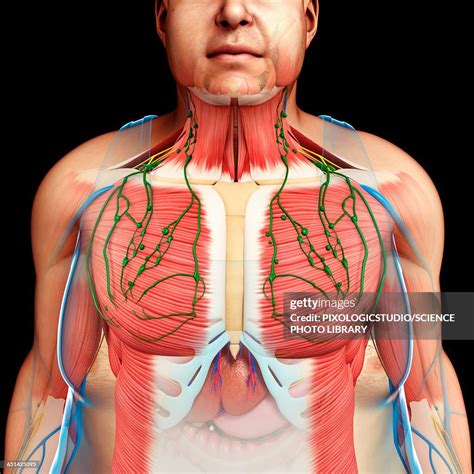 human anatomy   chest illustration high res vector graphic getty