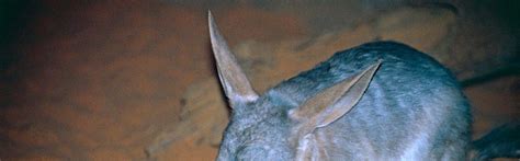 Bilby – FaunaFocus