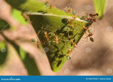 Green Ants Oecophylla Smaragdina Nest In A Tree Royalty-Free Stock Photography | CartoonDealer ...