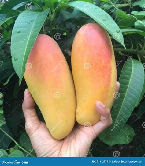 how to tell when a mango is ripe 5