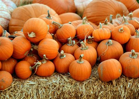 richfield farms garden center clifton nj 1
