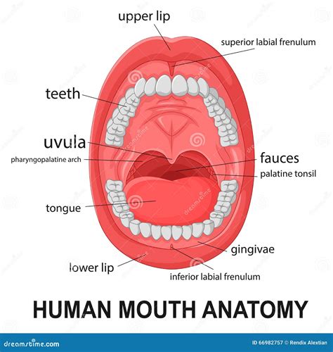 Human Mouth Anatomy, Open Mouth With Explaining Stock Vector - Image ...